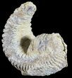 Cretaceous Fossil Oyster (Rastellum) - Madagascar #54442-1